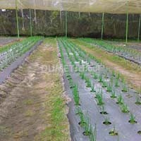 Tingkatkan Panen Bawang Putih dengan Metode Teknologi Demonstration Plot